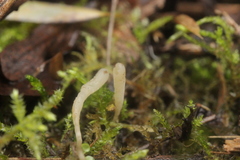 Clavaria falcata