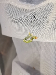 Cyclophora suppunctaria