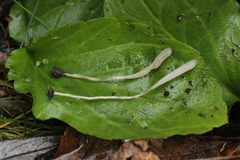 Clavaria falcata