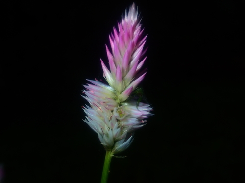 Celosia argentea image