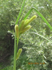 Carex polysticha
