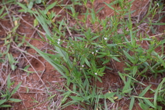 Oldenlandia herbacea