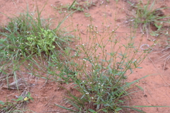 Oldenlandia herbacea