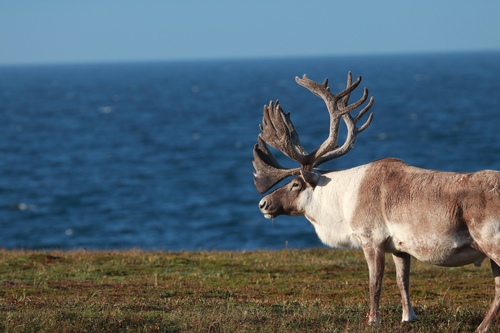 Caribou
