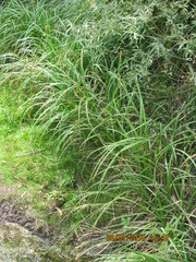 Carex polysticha