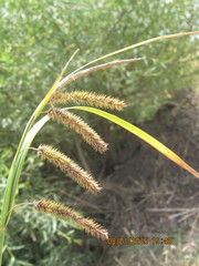 Carex polysticha