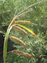 Carex polysticha