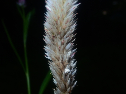 Celosia argentea image