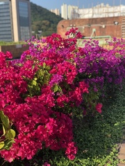 Bougainvillea
