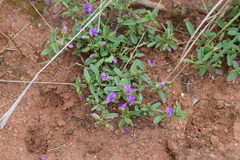 Polygala serpentaria