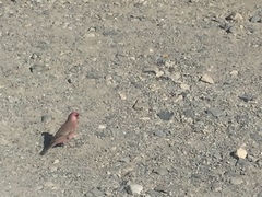 Carpodacus rubicilla
