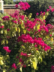 Bougainvillea