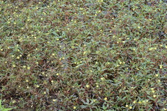 Ludwigia adscendens diffusa