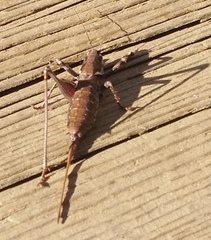 Antaxius spinibrachius