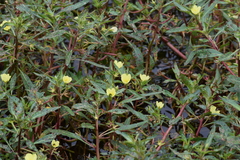 Ludwigia adscendens diffusa