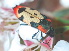 Castiarina mustelamajor