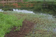 Ludwigia adscendens diffusa