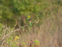 Merops orientalis