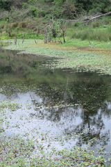 Ludwigia adscendens diffusa