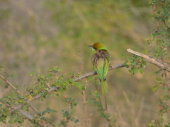 Merops orientalis