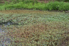 Ludwigia adscendens diffusa