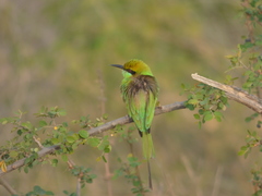 Merops orientalis