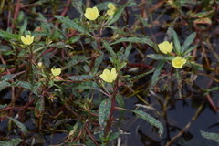 Ludwigia adscendens diffusa