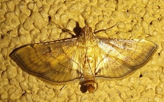 Spilomelini