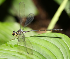 Celebargiolestes cinctus