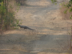 Urva edwardsii
