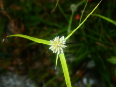 Cyperus dubius