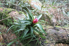 Aechmea recurvata