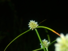 Cyperus dubius