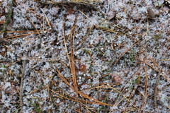 Marasmius epiphyllus
