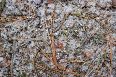 Marasmius epiphyllus