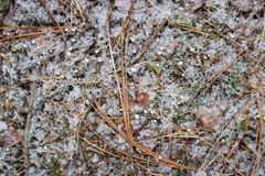 Marasmius epiphyllus