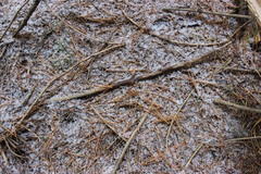 Marasmius epiphyllus