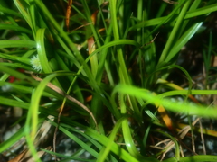 Cyperus dubius