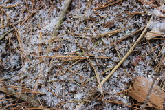 Marasmius epiphyllus
