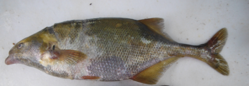 Marcusenius livingstonii · iNaturalist