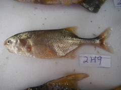 Petrocephalus steindachneri