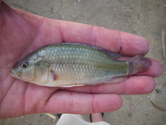 Astatotilapia