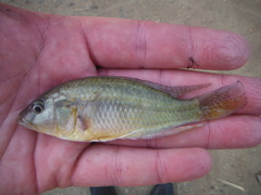 Astatotilapia