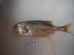 Petrocephalus steindachneri