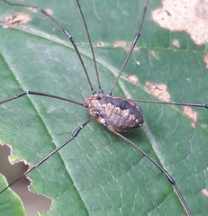 Phalangium