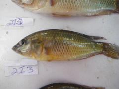 Astatotilapia