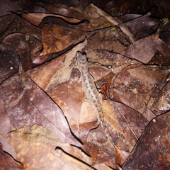 Cyrtodactylus semiadii