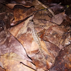 Cyrtodactylus semiadii