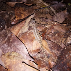 Cyrtodactylus semiadii