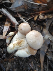 Zhuliangomyces illinitus